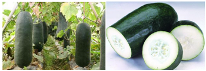 郴州市蔬菜应急储备调控中心,郴州蔬菜储备调控与基地建设